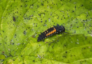 How to deal with garden pests