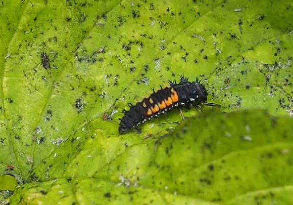How to Deal with Garden Pests